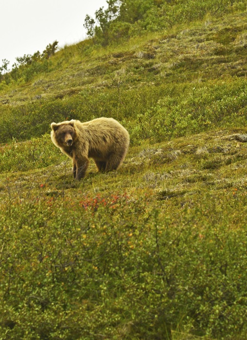 Cycling in Alaska and BC